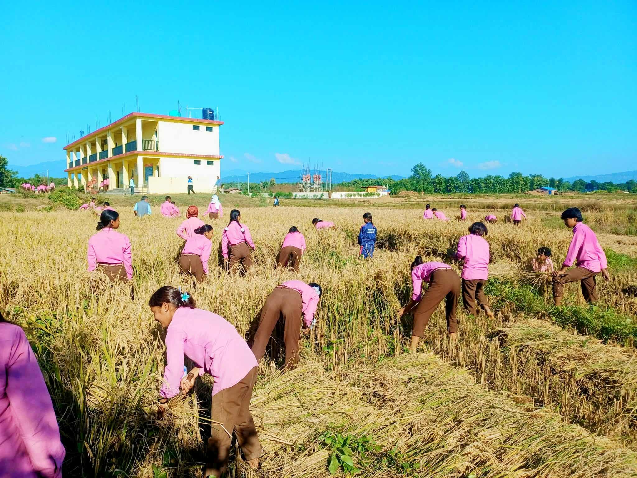 धानखेतमा शिक्षक-विद्यार्थी