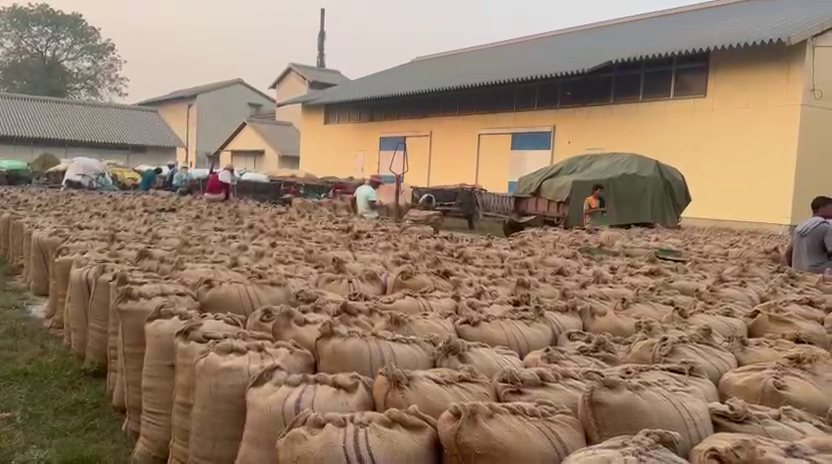 पहिलो दिनमा नौ सय क्विन्टल धान खरिद