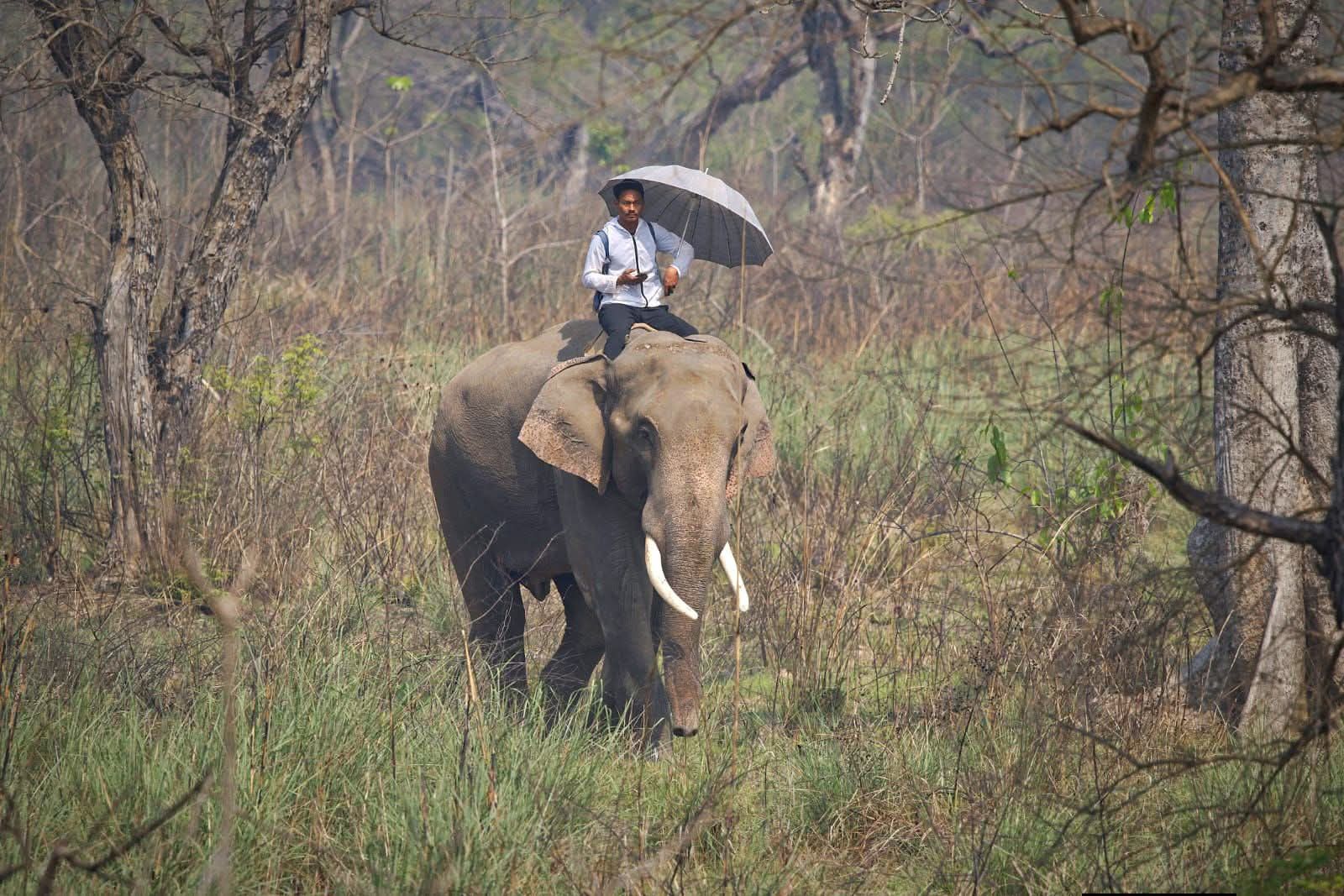 हात्तीको आक्रमणबाट माहुतेको मृत्यु