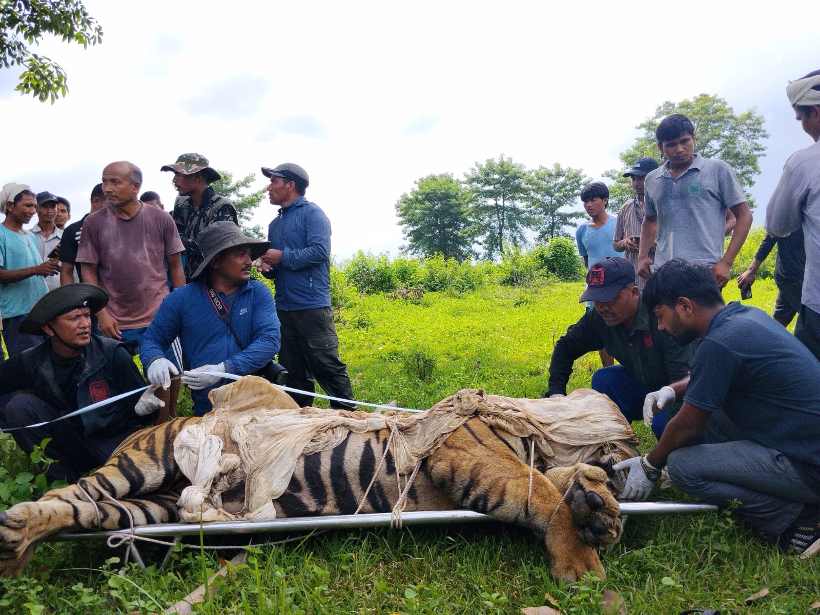समस्याग्रस्त पाटेबाघ नियन्त्रणमा